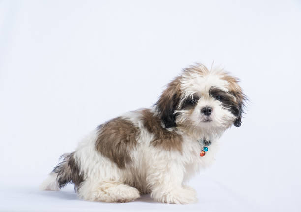 istock Dog shisu on white background, 950511940