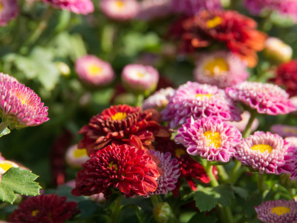 istock purple flower background, blurred flower background, 950511986