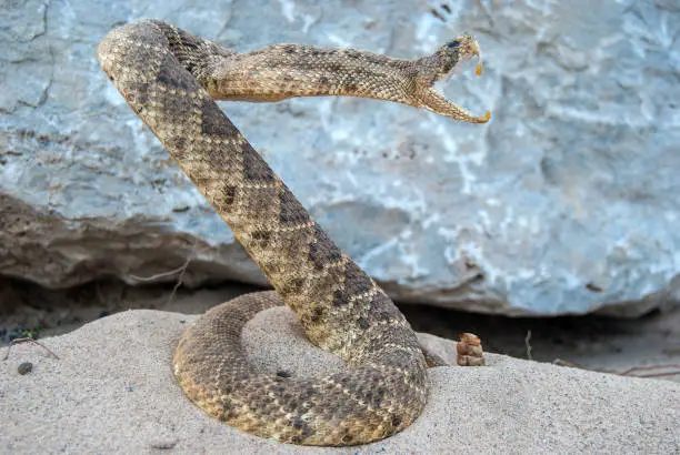 Photo of rattle snake in sand by rock