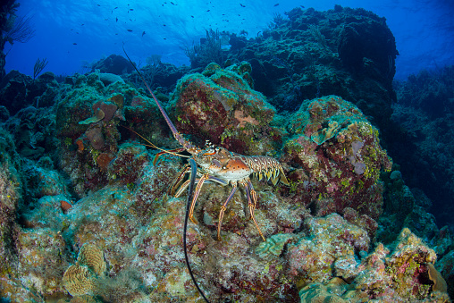 Spiny lobsters, also known as langustas, langouste, or rock lobsters, are a family (Palinuridae) of about 60 species of achelate crustaceans, in the Decapoda Reptantia