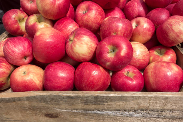 農家の市場でリンゴ - apple gala apple fuji apple fruit ストックフォトと画像