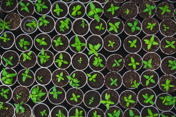 istock Plant seedlings in plastic boxes, top view, in modern hydroponic greenhouse for cultivation flowers 950516790