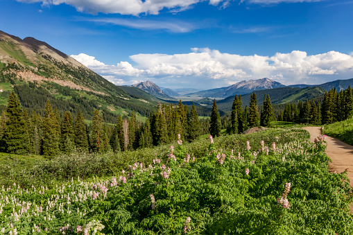 Wildflowers along the mountainside in Crested Butte Colorado