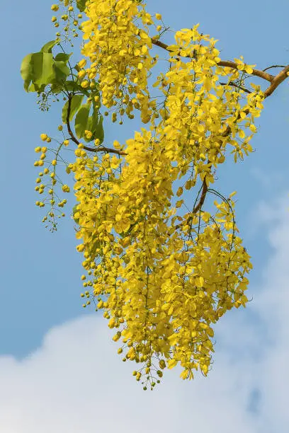 Cassia fistula flower in the park.