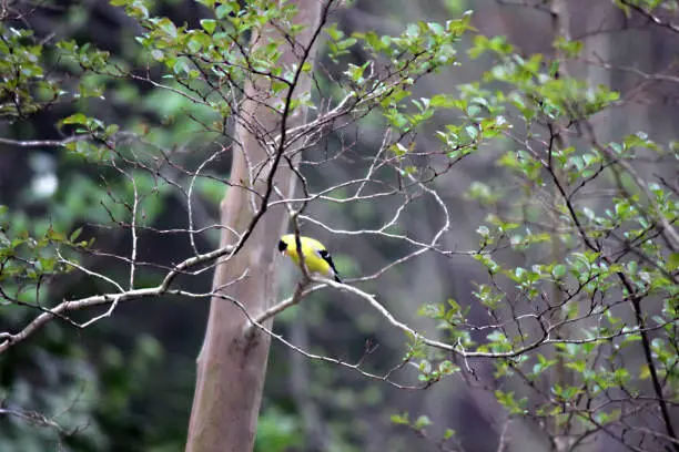 Gorgeous yellow plumage of the American Goldfinch is quite spectacular. In this photo, the bird is waiting his turn at the bird feeder.