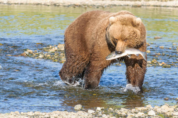 brown bear with salmon in mouth in river - katmai peninsula imagens e fotografias de stock