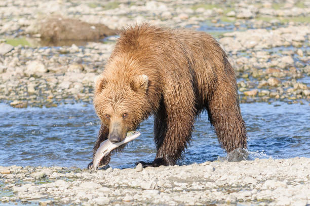 brown bear fishing with salmon in mouth - katmai peninsula imagens e fotografias de stock