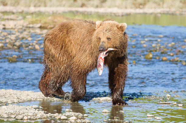 Brown Bear Fishing With Salmon Hanging Out Of Mouth Brown Bear Fishing With Salmon Hanging Out Of Mouth katmai peninsula stock pictures, royalty-free photos & images