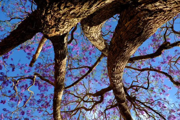 Impression and strange shape of branch of flamboyant tree view from under the tree, violet flower on blue sky bloom in spring make wonderful nature