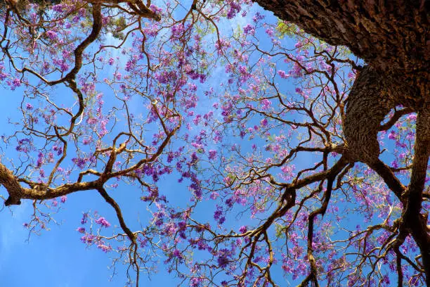 Impression and strange shape of branch of flamboyant tree view from under the tree, violet flower on blue sky bloom in spring make wonderful nature