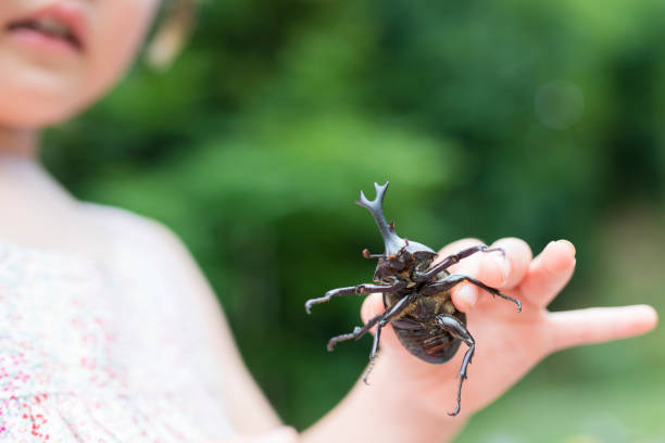 istock Little girl with beetle 950545058