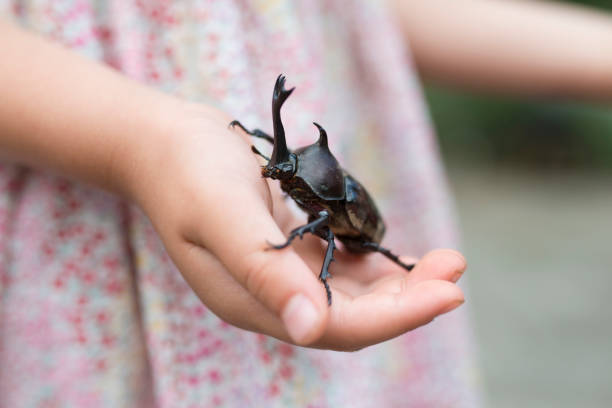 istock Little girl with beetle 950545172