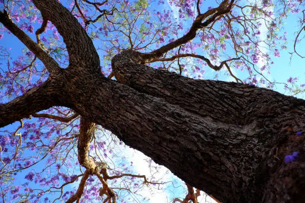 Impression and strange shape of branch of flamboyant tree view from under the tree, violet flower on blue sky bloom in spring make wonderful nature