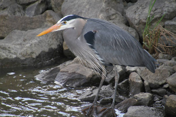 istock A great blue heron standing on a rock