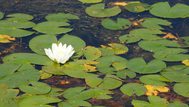 istock Water lily flower on the left 950549868