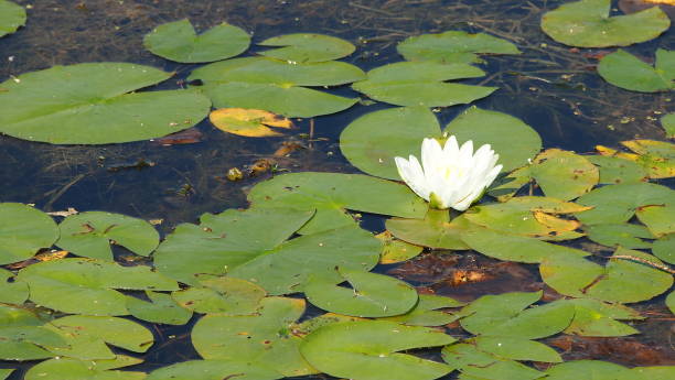 Water lily flower on the right