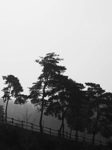 istock Korean pine, Pine, black and white photo 950550426