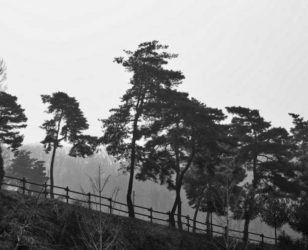 istock Korean pine, Pine, black and white photo 950550430