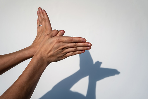 Woman hands creating silhouette shadow of animal on white wall background. Hand shadow of bird or butterfly