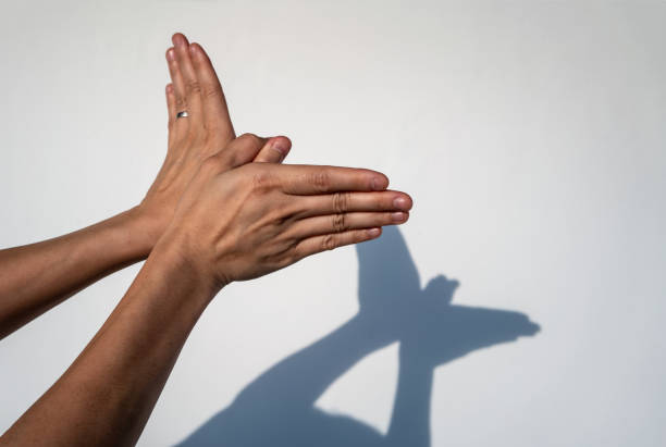 Woman hands creating silhouette shadow of animal on white wall background. Hand shadow of bird or butterfly stock photo