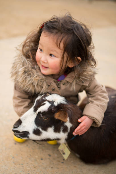 istock Little girl touching the goat 950550898