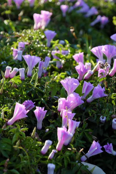 Nice violet morning glory flower bloom in spring morning at Da Lat city, Vietnam, a kind of liana  wild flowers in nature