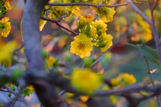 Close up of yellow apricot blossom on branch of tree at flower market in sunset, spring flower bloom bright, ready for decoration in lunar new year