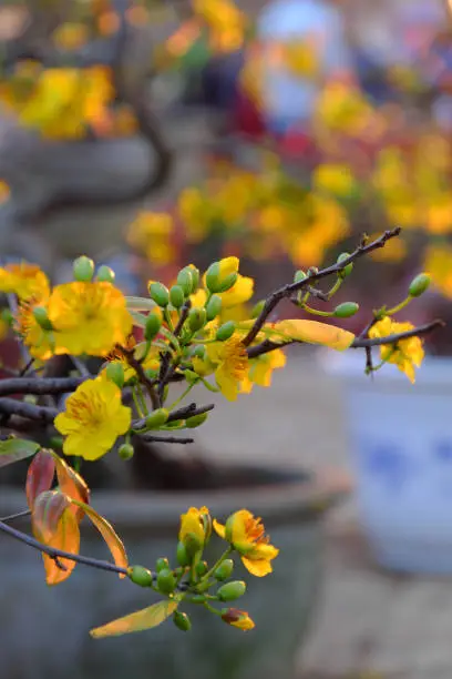 Close up of yellow apricot blossom on branch of tree at flower market in sunset, spring flower bloom bright, ready for decoration in lunar new year