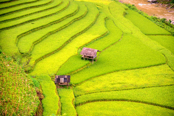 splendida vista paesaggistica di terrazze di riso e casa rurale nel nord del vietnam - ifugao foto e immagini stock