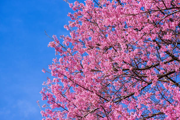 istock sakura in Thailand beautiful pink flower 950554990