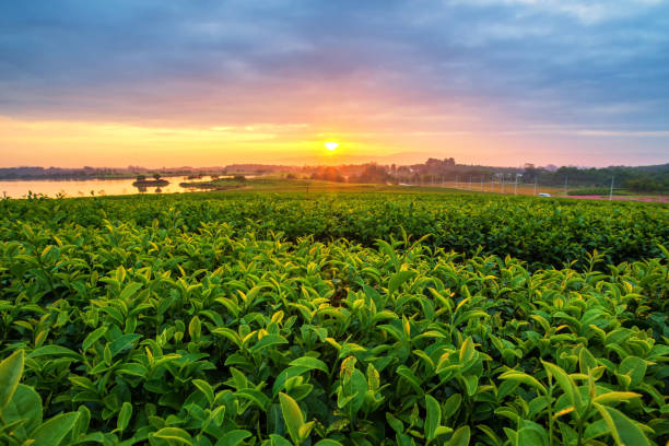 istock sunrise at tea field in chiang rai , Thailand 950555008
