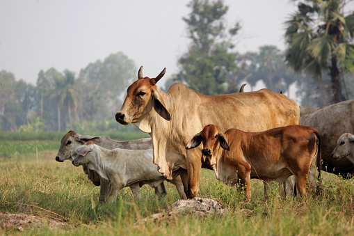 asian cows grazing on grassy green field