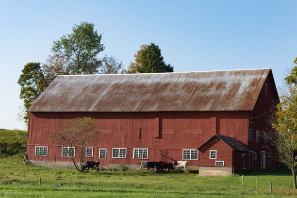 un fienile rosso rustico con campo erboso - vermont farm dairy farm agricultural building foto e immagini stock