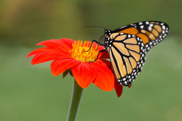 Close Up Of A Monarch Butterfly On A Bright Orange Flower Stock