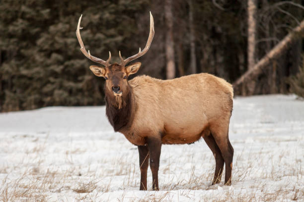 istock Bull elk in Banff National Park in winter 950559312