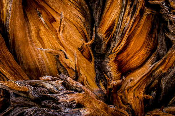 la raíz de todas las cosas - bristlecone pine fotografías e imágenes de stock