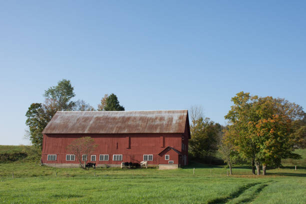 빈티지 레드 낙농 축 사 - vermont farm dairy farm agricultural building 뉴스 사진 이미지