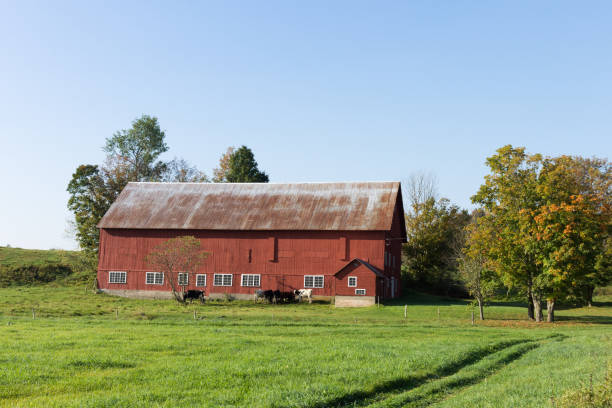 저지 젖소��와 소박한 오래 된 낙농 축 사 - vermont farm dairy farm agricultural building 뉴스 사진 이미지