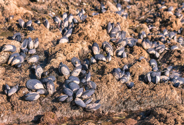 istock raw blue mussels living on rocks 950560026