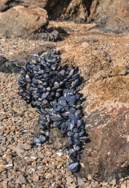 istock blue mussels on rocky beach at low tide 950560072