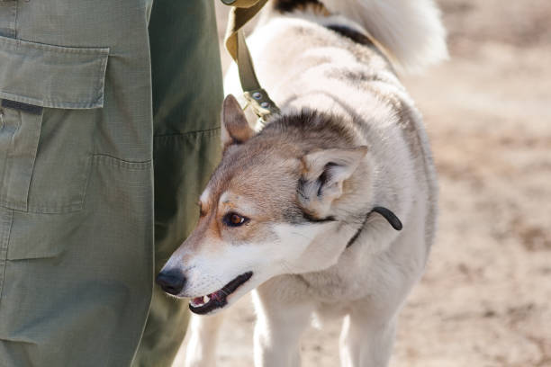 istock laika on the leash near the owner 950560566