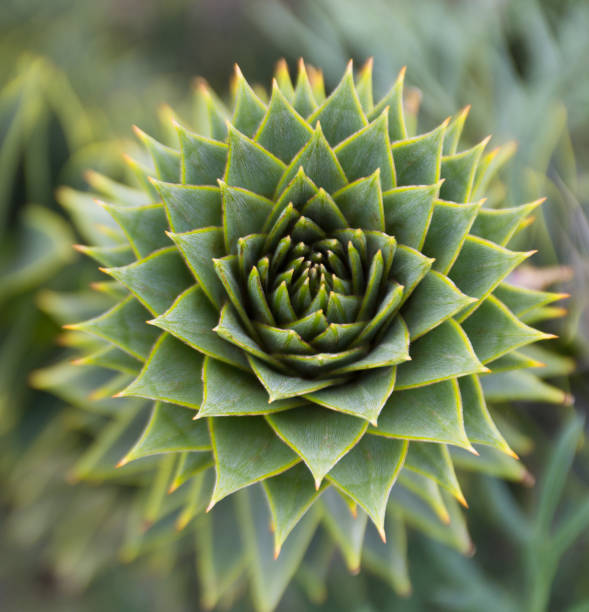 istock Close Up of a Monkey Puzzle Tree Branch 950561352