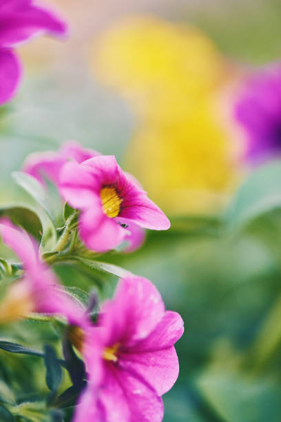 Springtime in the garden. Vibrant petunias
