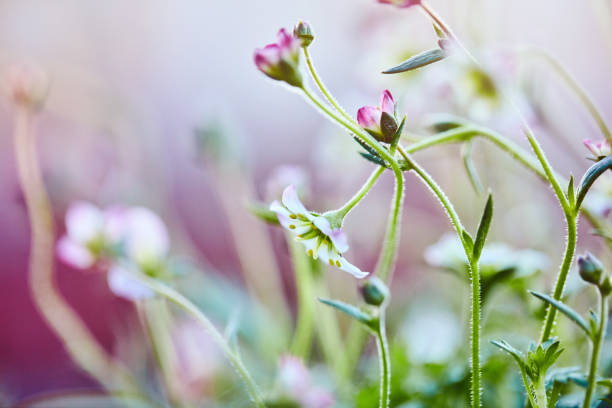 Springtime in the garden. Delicate saxifrage