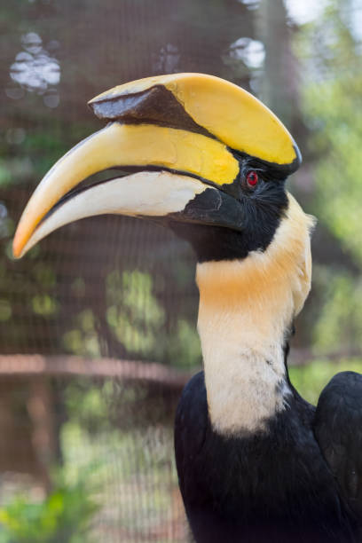 istock Close up oriental pied hornbill. 950564940