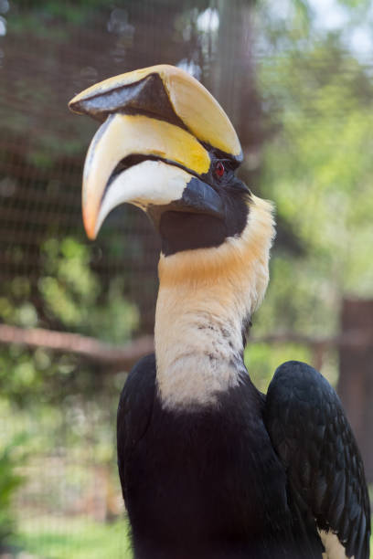 istock Close up oriental pied hornbill. 950564980