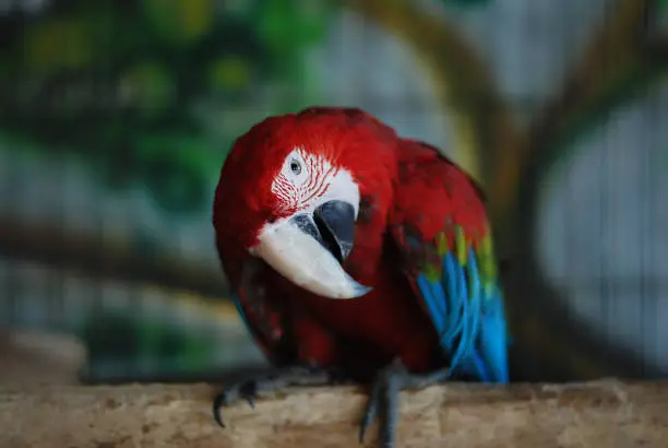 Photo of Colorful Parrot - Red Blue Orange Macaw at the Zoo over Bars