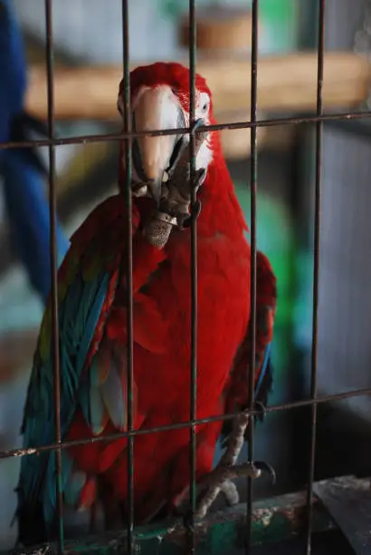 Photo of Colorful Parrot - Red Blue Orange Macaw at the Zoo over Bars