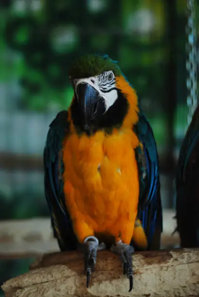 Photo of Colorful Parrot - Red Blue Orange Macaw at the Zoo over Bars