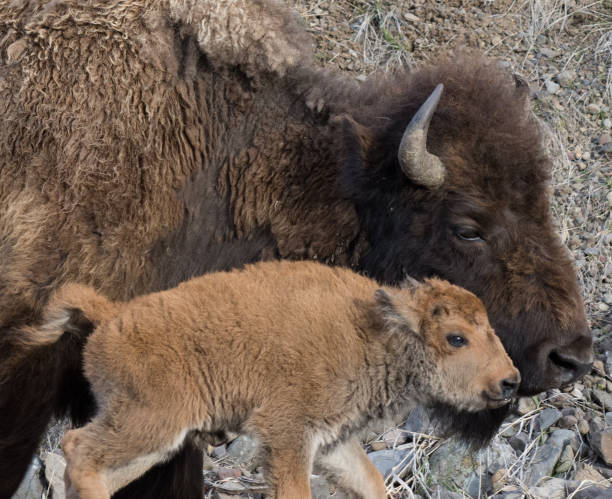 istock A Mother American Bison and Her Baby 950568678